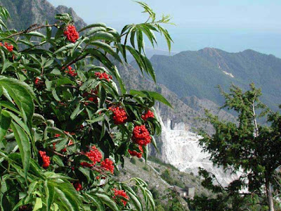 European red elder