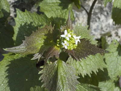 Garlic-mustard