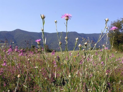 Fiordaliso di Welden