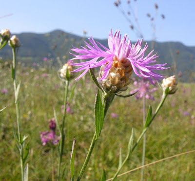 Fiordaliso di Welden