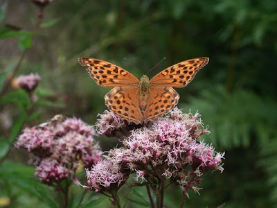 Hemp-agrimony Hemp-agrimony