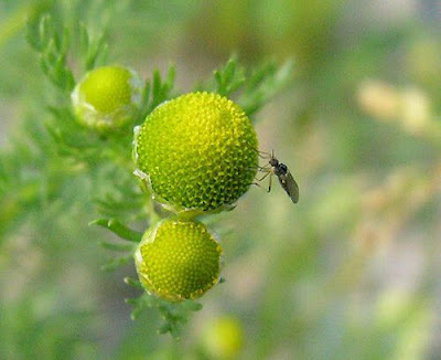 Disc mayweed Disc mayweed