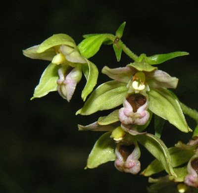 Helleborine Helleborine