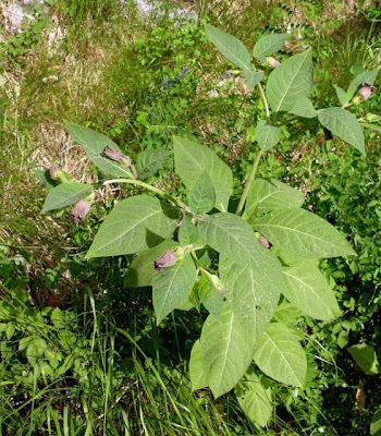 Atropa bella-donna,
belladonna Atropa bella-donna,
belladonna