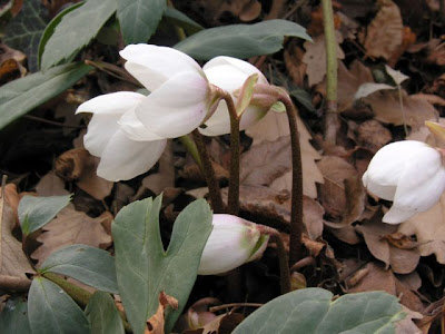 Helleborus niger L.