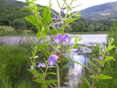 Scutellaria galericulata L.