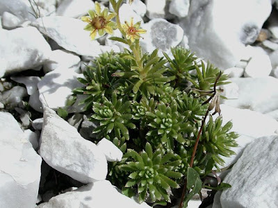 Yellow mountain saxifrage Yellow mountain saxifrage