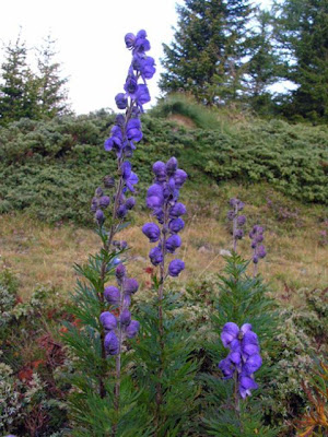 Garden monkshood