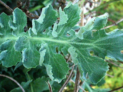 Horned-poppy Horned-poppy
