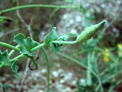 Horned-poppy Horned-poppy