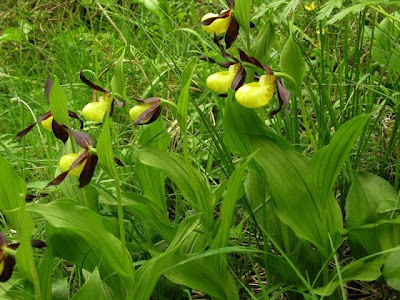 Yellow Lady's Slipper