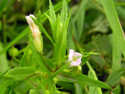 Gratiola,
hedge hyssop,
Hedge Nettle,
hedgehyssop