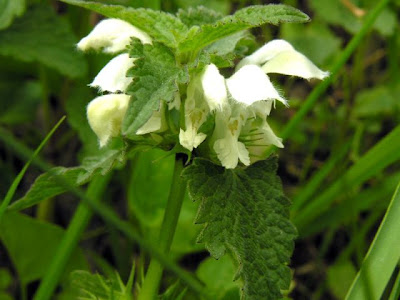 White-nettle White-nettle