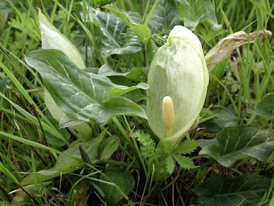 Arum italicum Miller