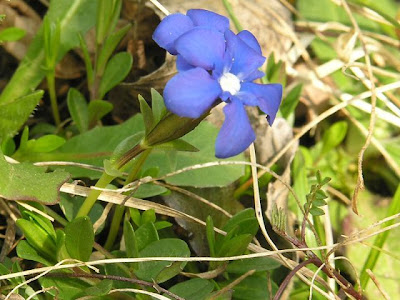 Genziana primaticcia