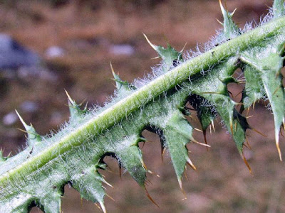 Alpine Thistle Alpine Thistle