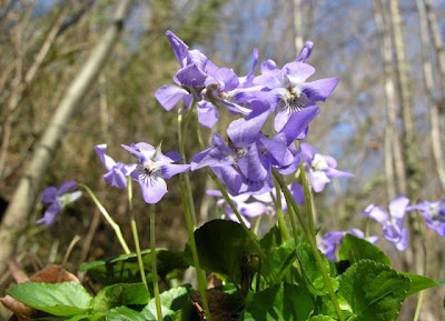 Early Dog Violet