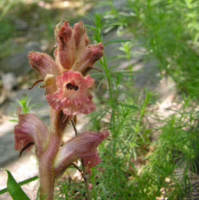 Bedstraw Broomrape Bedstraw Broomrape