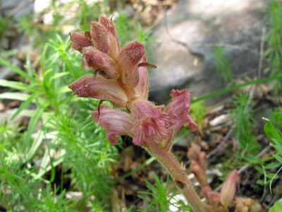 Bedstraw Broomrape Bedstraw Broomrape