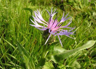 Fiordaliso di Trionfetti