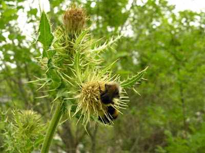 Cardo di Bertolone Cardo di Bertolone