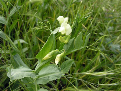 Cyprus-vetch