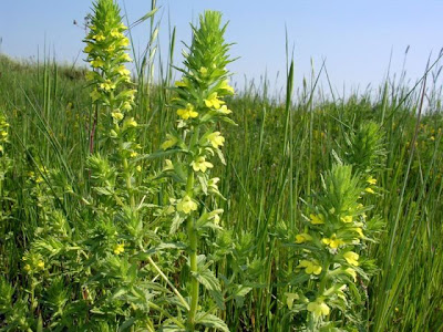Yellow glandweed Yellow glandweed