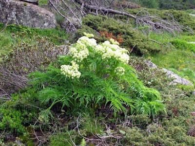 Cicutaria fetida Cicutaria fetida