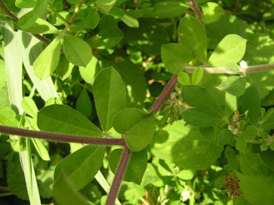 Dorycnium rectum,
,
Greater Badassi,
Trifoglino palustre