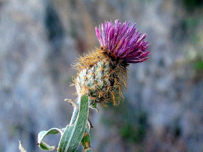 Centaurea rhaetica Moritzi