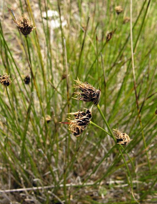 Black bog-rush Black bog-rush
