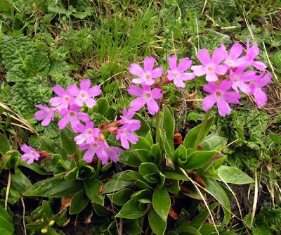 Primula glaucescente Primula glaucescente