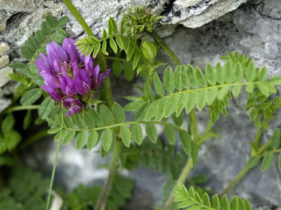 Astragalus hypoglottis