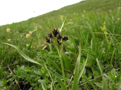 Erba lucciola multiflora