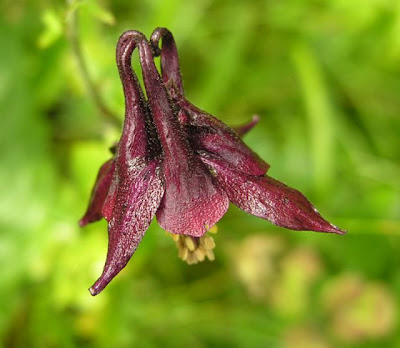 Aquilegia atrata Koch