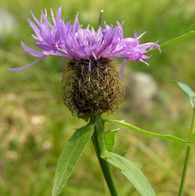 Centaurea rhaetica Moritzi