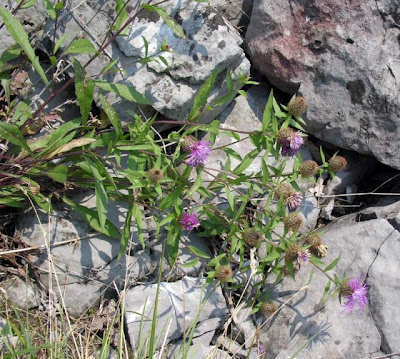Centaurea rhaetica Moritzi