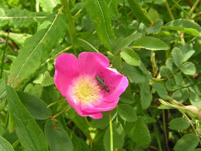 Mountain rose