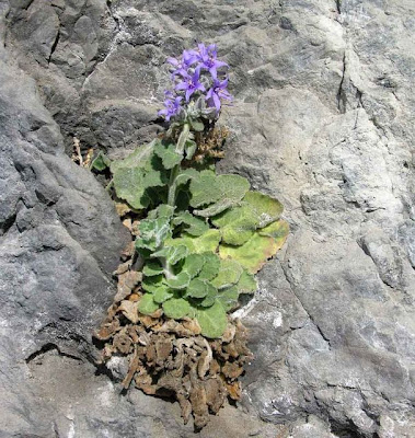Campanula elatinoides Moretti