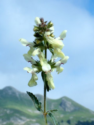 Stachys recta L.