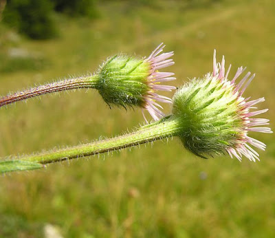 C�spica alpina