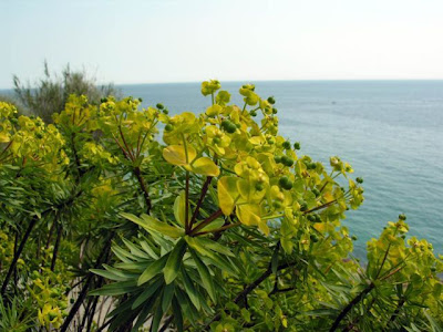 Euforbia arborescente