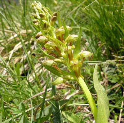 Celoglosso