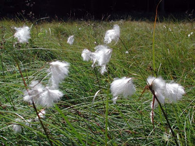 Eriophorum latifolium Hoppe