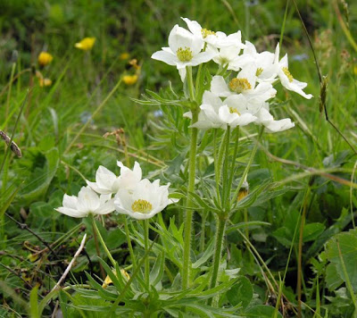 Anemone narcissiflora L.