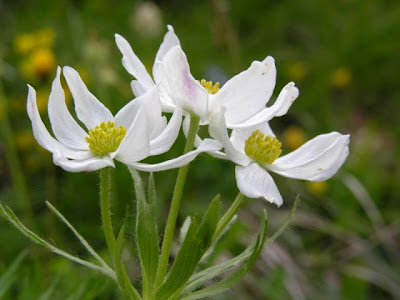 Anemone narcissiflora L.
