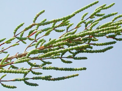 Salicornia veneta Pign. et Lausi