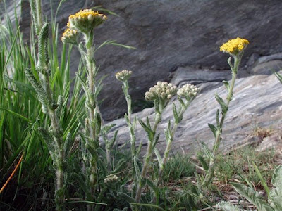 Achillea tomentosa L.