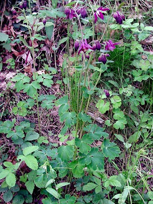 Aquilegia atrata Koch