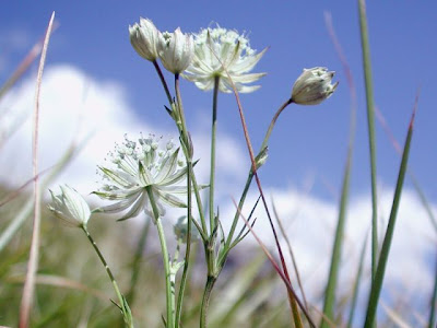 Astrantia pauciflora,
Astranzia degli Appennini